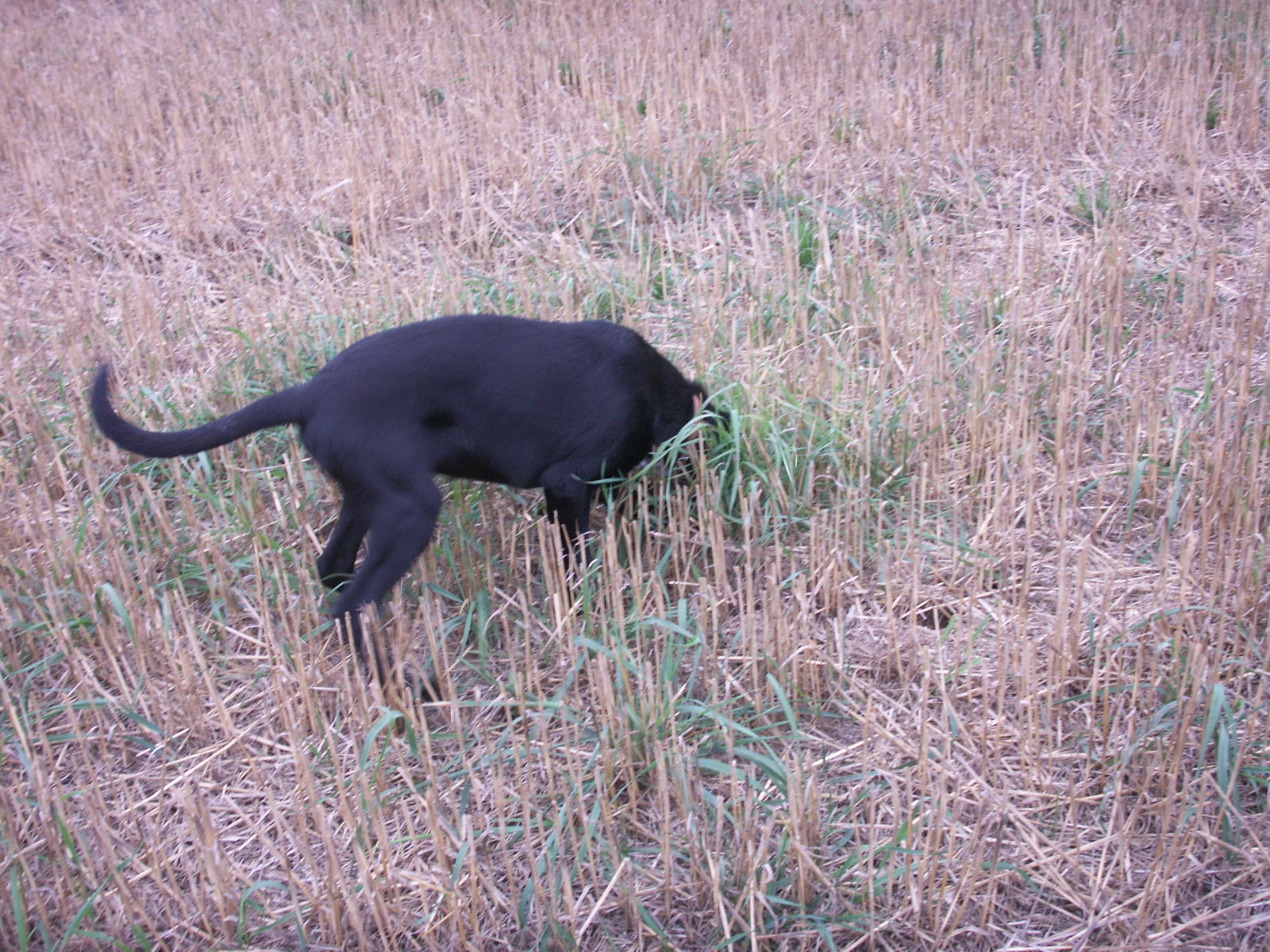 Pict0005.jpg